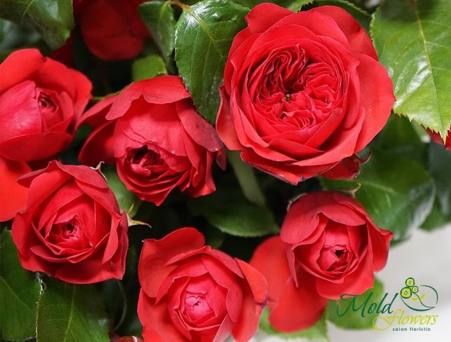 Корзина с красными пионовидными розами Фото